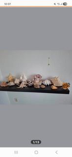 Mooie schelpen verzameling taxidermie maritiem, Verzamelen, Mineralen en Fossielen, Ophalen of Verzenden, Schelp(en)
