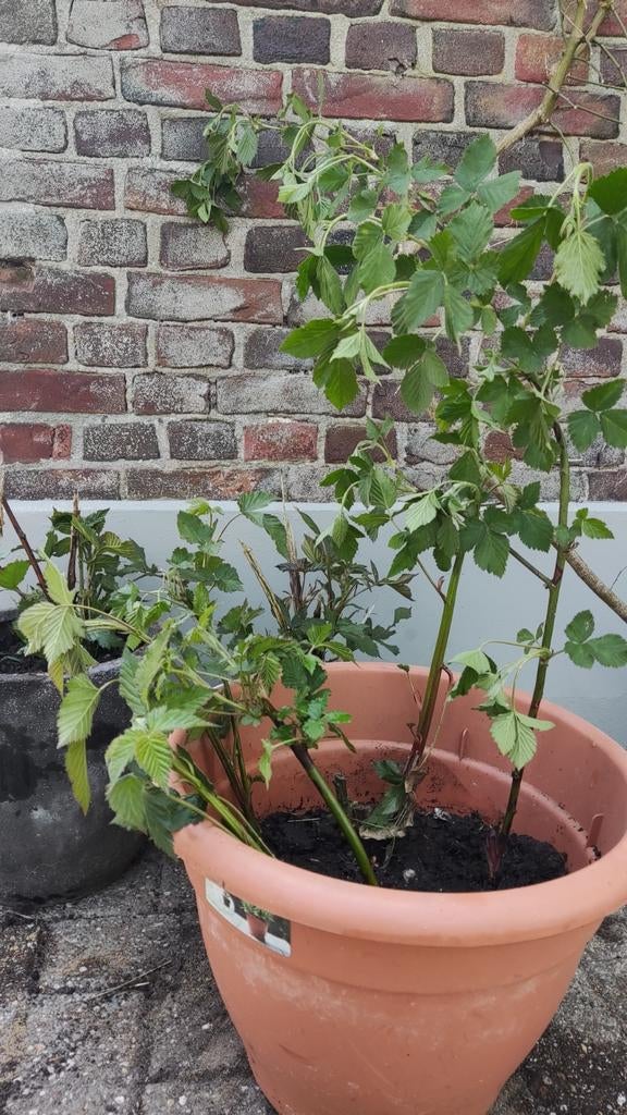 Doornloze Braam 'Black Satin' - Stekken en Planten, Ophalen, Minder dan 100 cm, Lente, Overige soorten