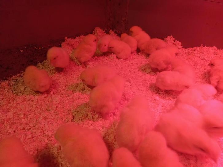 Ééndagskuikena, Dieren en Toebehoren, Pluimvee, Kip, Vrouwelijk