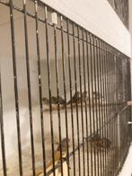 zebravinken, Meerdere dieren, Tropenvogel, Geringd