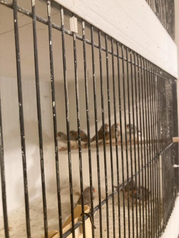 zebravinken, Dieren en Toebehoren, Vogels | Overige Vogels, Tropenvogel, Meerdere dieren, Geringd