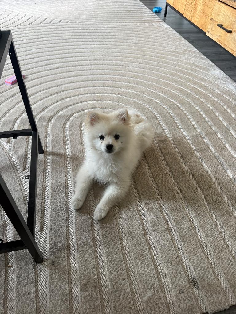 Pomeriaan pup te koop, 15 weken tot 1 jaar, Parvo, Eén hond, Nederland