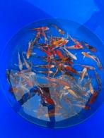 Butterfly koi mix, Karper of Koi