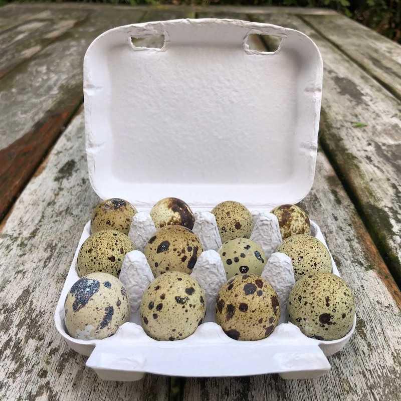 Gezocht kwartel broedeieren, Dieren en Toebehoren, Pluimvee, Overige soorten