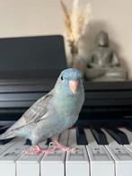 Catharina parkiet, Mannelijk, Parkiet, Tam