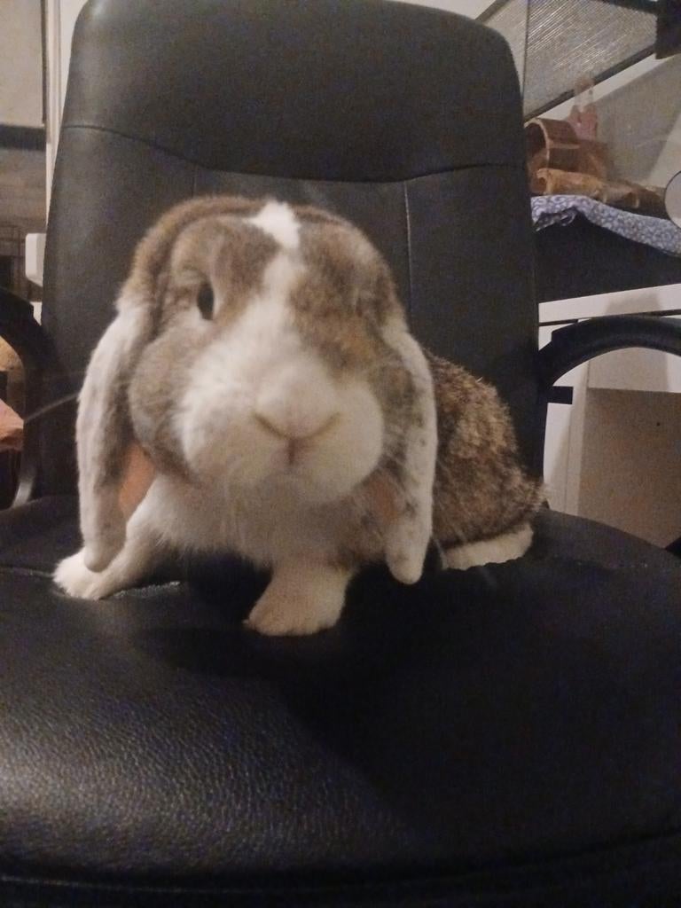 KONIJN ZO SNEL MOGELIJK WEG 60 EURO HOK EN KONIJN, Mannelijk