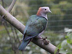 Te koop: Koppel Groene Muskaatduiven (DNA-getest, 2025), Dieren en Toebehoren, Vogels | Overige Vogels, Meerdere dieren, Geringd