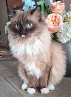 Ragdoll met stamboom seal mink mitted, Kater