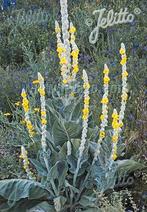 Verbascum bombyciferum
in een 17 cm pot., Volle zon, Tweejarig, Zomer, Ophalen