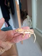 Wimpergekko lama253, Dieren en Toebehoren, Hagedis, 0 tot 2 jaar