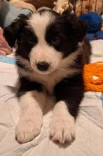 2 mooie lieve Border Collie pups, Dieren en Toebehoren, Parvo, 8 tot 15 weken, Collie, Meerdere
