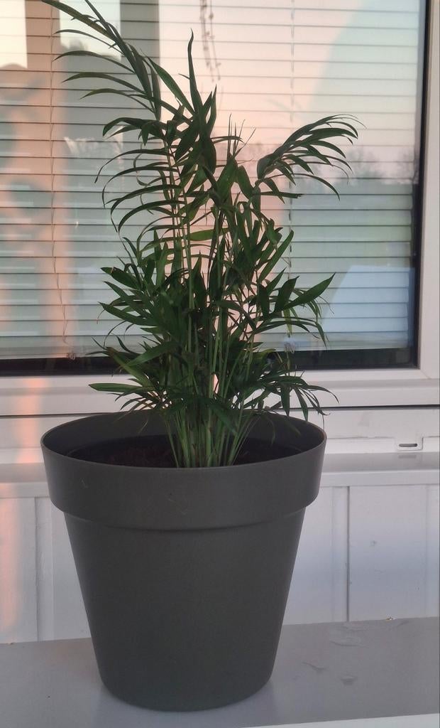 Mexicaanse dwergpalm in pot 45 cm. hoog, Overige soorten, Vaste plant, Ophalen of Verzenden, Bloeit niet