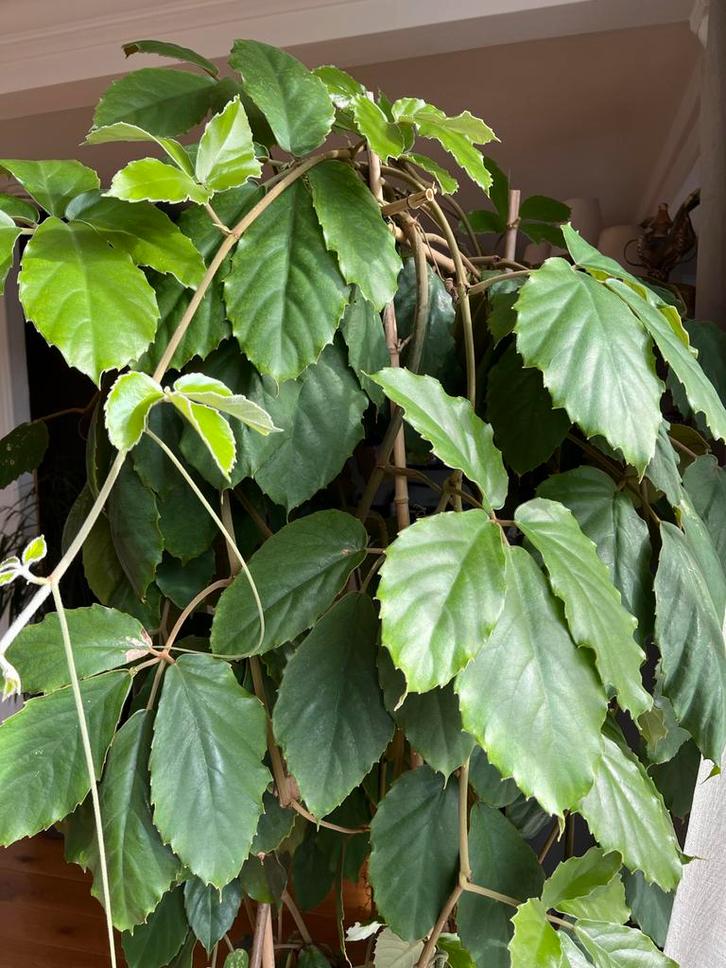 Grote en gezonde kamerplant ,kastanje druif,180 cm hoog, Huis en Inrichting, Kamerplanten, Overige soorten, 150 tot 200 cm, Groene kamerplant