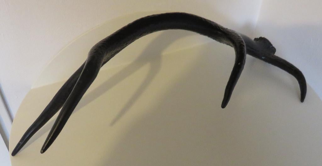 Zwart gewei 62 cm lang, Ophalen, Zo goed als nieuw, Hert, Gewei of Kop