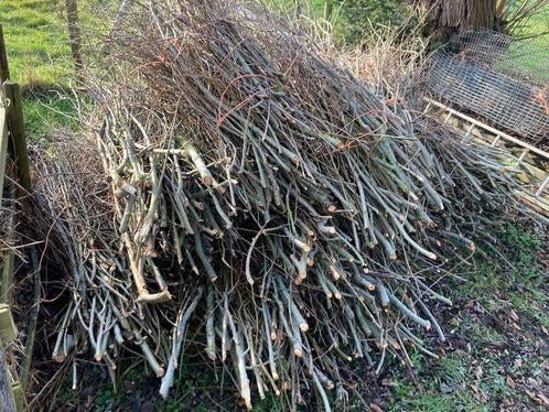 GEZOCHT! gratis wilgentakken, Ophalen of Verzenden, Overige soorten, Volle zon