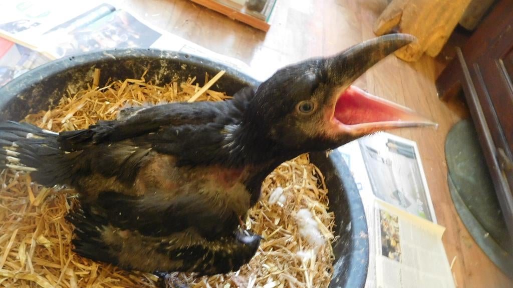 vogels, Meerdere dieren, Roofvogel, Geringd