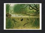 Ansichtkaart Schoolplaat In Sloot en Plas, Koekkoek., Ophalen of Verzenden, 1980 tot heden, Ongelopen, Waterdier