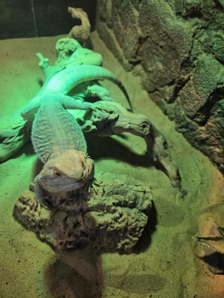 Baardagaam man 2,5 jaar oud Bearded Dragon - male for sale from C. Donders