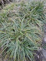 Japanse zegge, Carex morrowii 'Ice Dance', Ophalen