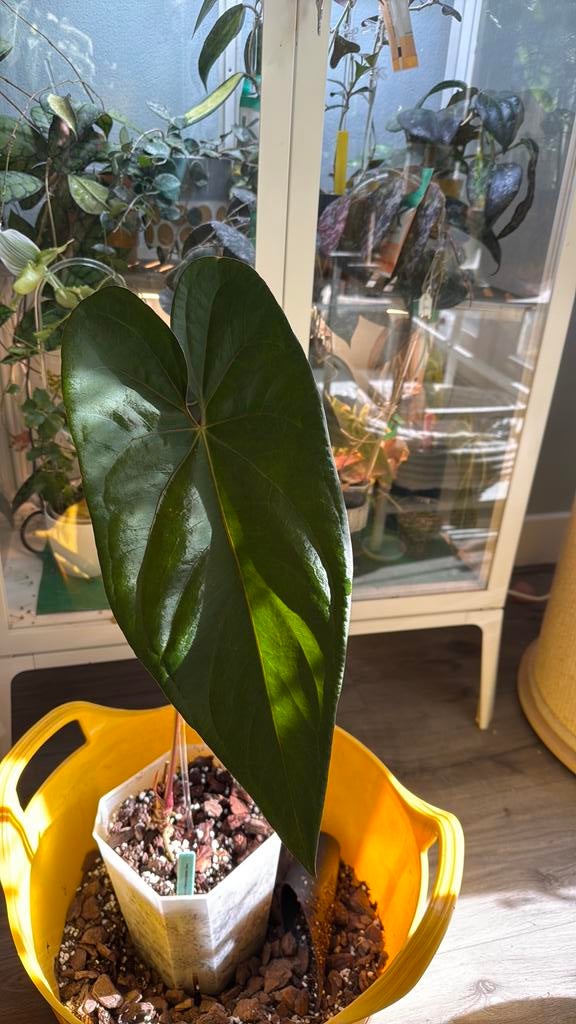 Prachtige Anthurium Papillilaminum X X Nigrolaminum Gigi, Ophalen, Halfschaduw, Minder dan 100 cm