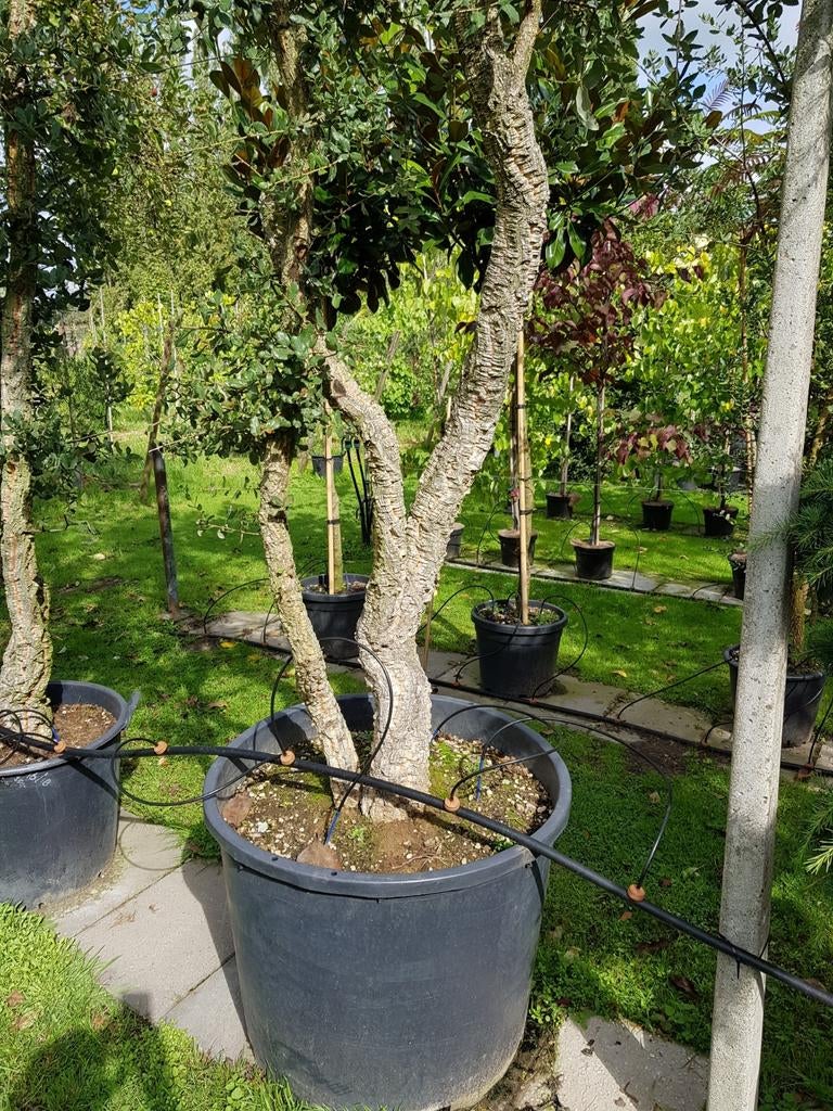 Quercus Suber / mediterrane kurkeik / multistam  ‼️‼️, Bloeit niet, 400 cm of meer, Ophalen, Volle zon