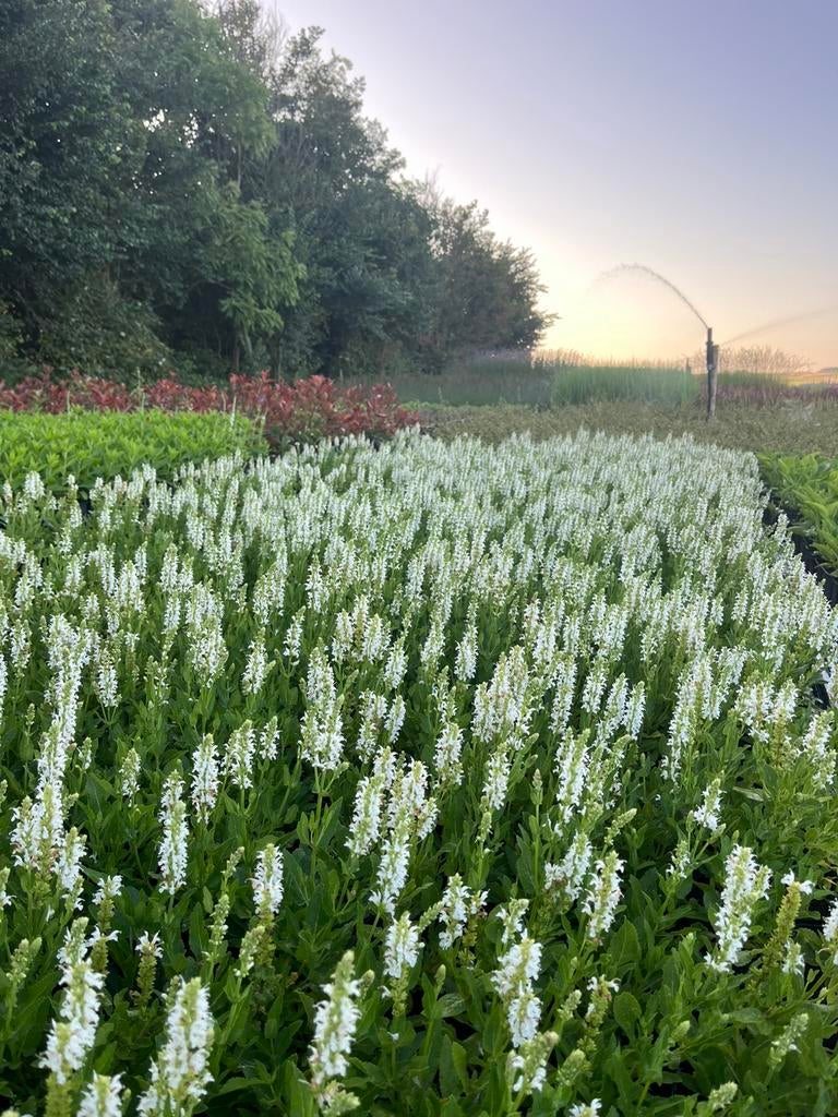 Salvia nemorosa 'Schneehugel' / Salie P9 pot, Ophalen of Verzenden, Vaste plant, Overige soorten, Volle zon