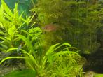 Roze tetra, Dieren en Toebehoren, Vissen | Aquariumvissen, Vis, Zoetwatervis, Schoolvis