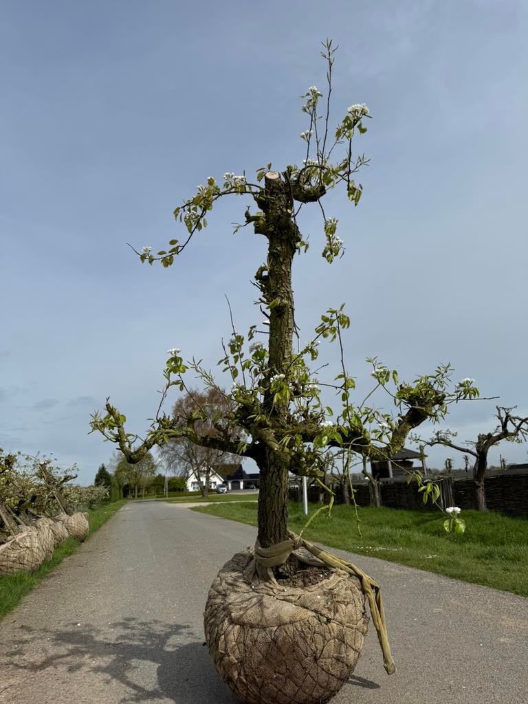 Nog 2 weken oude Conference perenbomen te koop!, Ophalen, Lente, 250 tot 400 cm, Halfschaduw