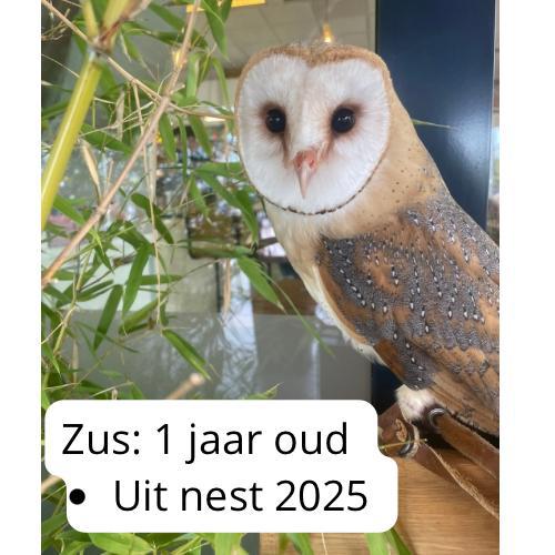 Kerkuil jongen - handtam - geboren april, Geslacht onbekend, Roofvogel, Geringd