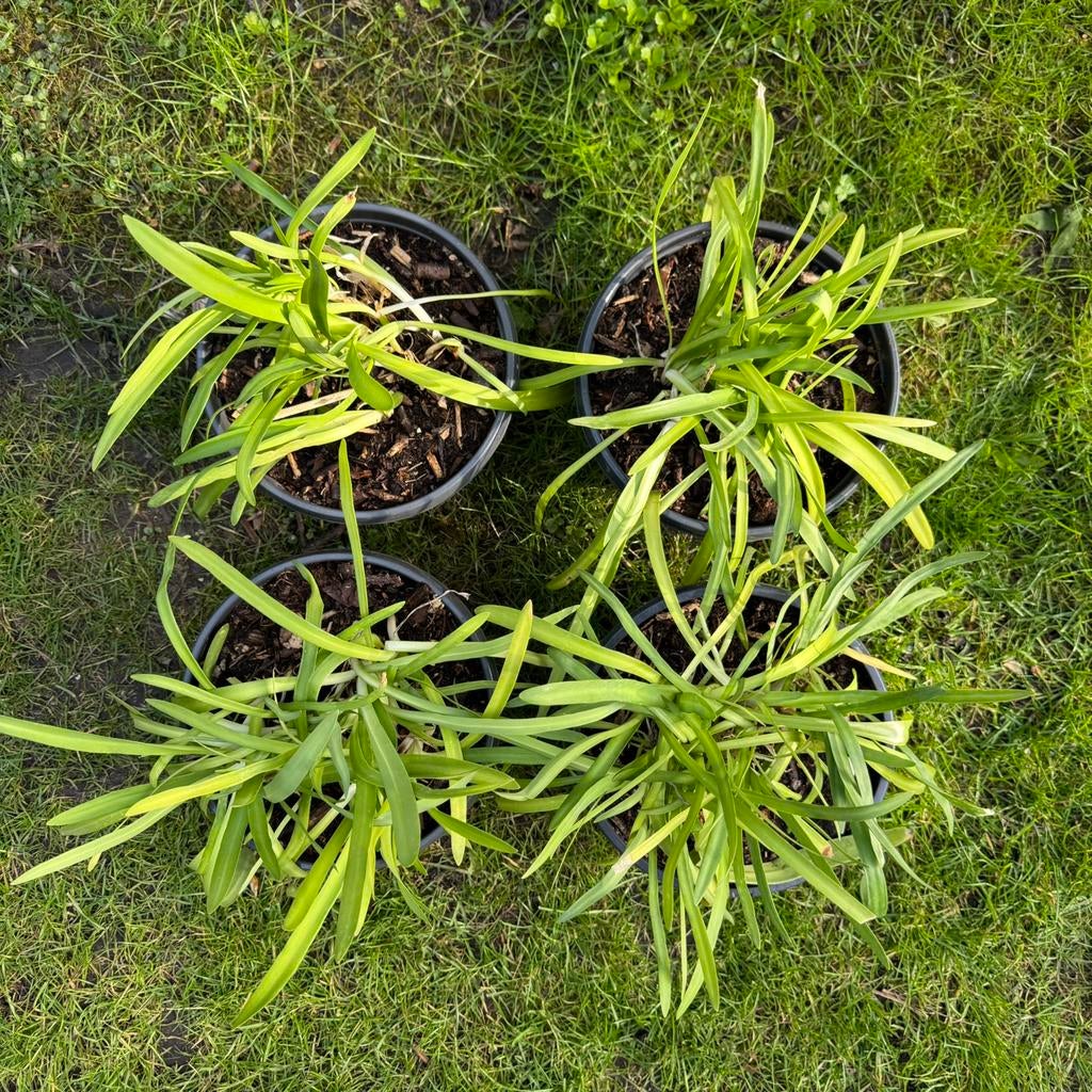 Agapanthus, Tuin en Terras, Planten | Tuinplanten, Vaste plant, Overige soorten, Halfschaduw, Zomer, Ophalen