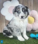 Australische herder pups / Aussi pup / Australian Shepherds, België, 8 tot 15 weken, Parvo, Meerdere