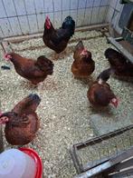 Barnevelder kriel mahonie gekeurd eieren, Geslacht onbekend, Kip