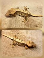 Wimpergekko Lilly white, Dieren en Toebehoren, Hagedis, 0 tot 2 jaar