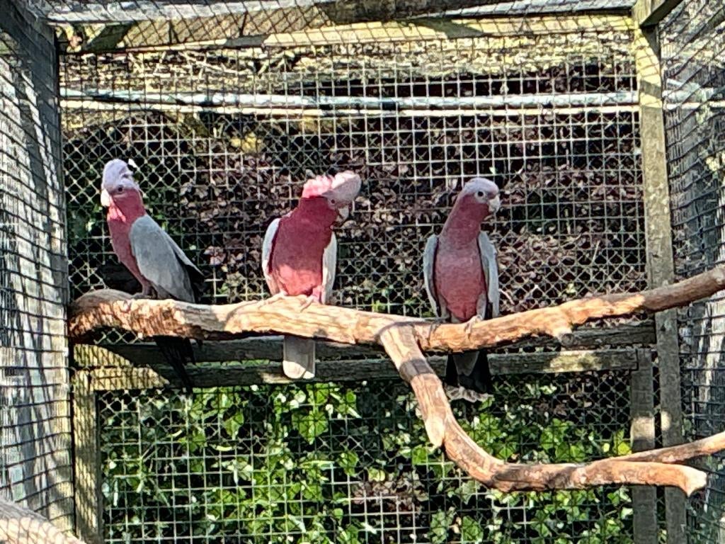 lutino rose kaketoe, Meerdere dieren, Papegaai, Geringd