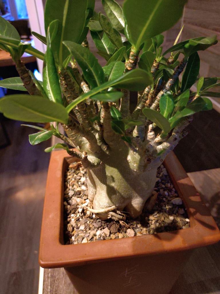Adenium Obesum (Woestijnroos), Vetplant, Ophalen of Verzenden, Minder dan 100 cm, Bloeiende kamerplant