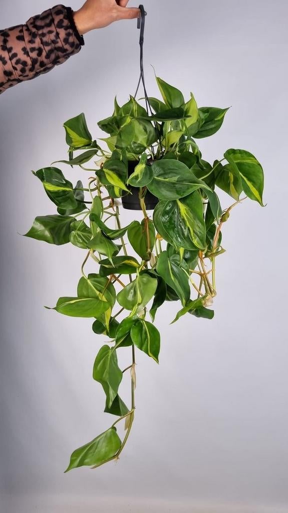 Prachtige hangplant, Ophalen of Verzenden, Halfschaduw, Minder dan 100 cm