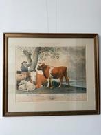 Potters Jonge Stier, Ophalen of Verzenden, Geschiedenis