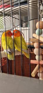 2 papegaai zonder kooi, Mannelijk, Papegaai