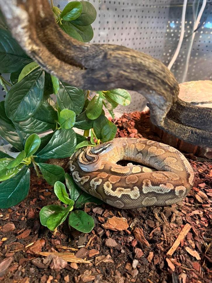 Python regius - Koningspython, Dieren en Toebehoren, Reptielen en Amfibieën, Slang, Met terrarium