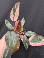 Philodendron Pink Princess p12 (4)