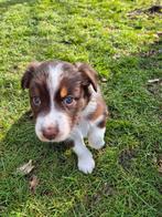 Australian shepherd pups. Alle pups zijn gereserveerd., 8 tot 15 weken, Meerdere, Meerdere dieren, Herder