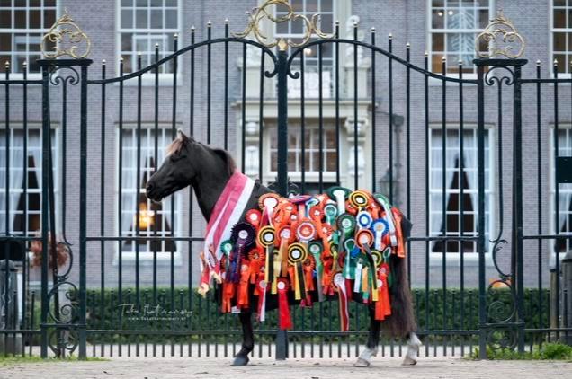 Super brave B spring pony, Dieren en Toebehoren, Pony's, Ruin, L, B pony (1.17m tot 1.27m), Springpony, 7 tot 10 jaar, Gechipt