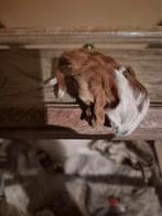 Gemummificeerde jonge Cavia., Dieren en Toebehoren, Januari, Meerdere dieren