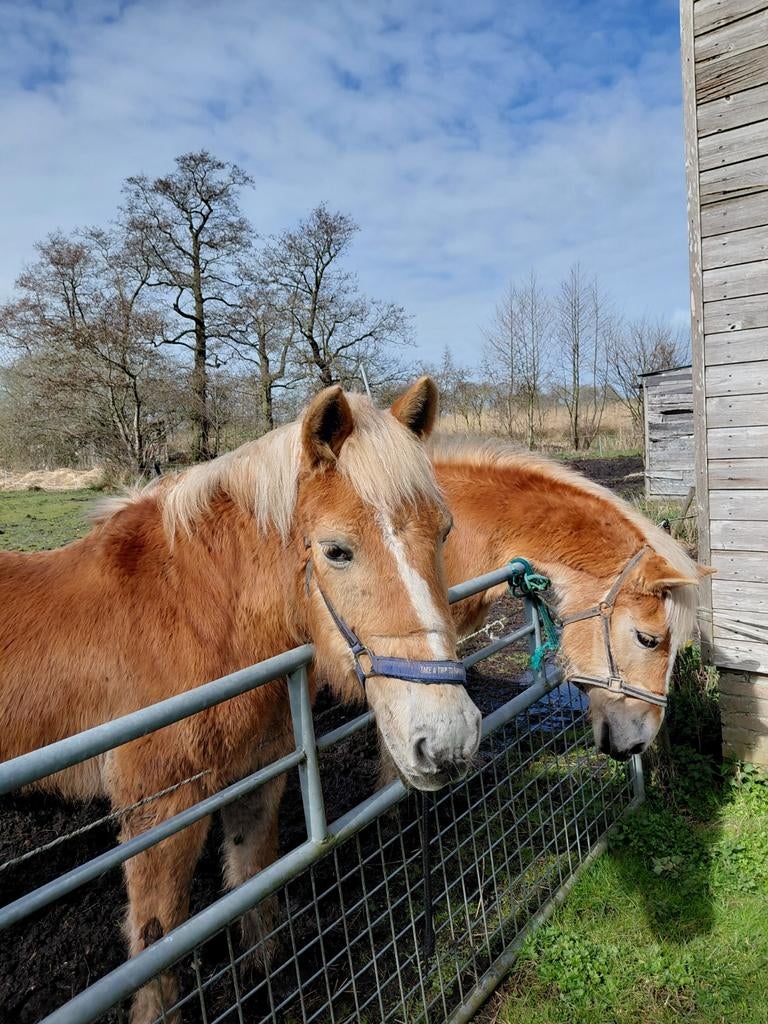 2 haflingers, Merrie, Met stamboom