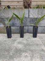 Trachycarpus fortunei palmboompjes, Ophalen, Overige soorten