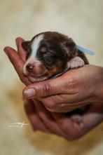 Australian Shepherd pups, Fokker | Hobbymatig, 15 weken tot 1 jaar, Overige rassen, Buitenland