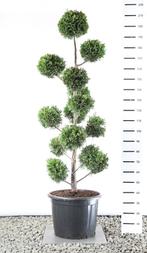 bonsai, Ophalen, Bloeit niet, Halfschaduw, Overige soorten