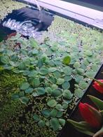 Pistia Stratiotes, aquarium planten, Ophalen of Verzenden, Nieuw, Plant(en), Steen of Hout
