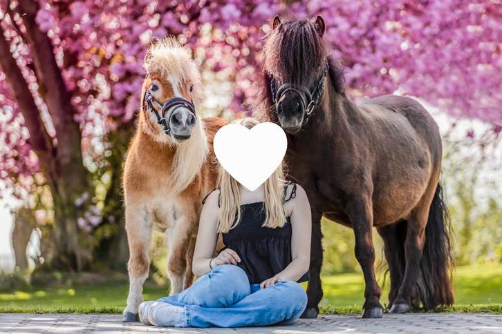 2 superlieve shetland merries te koop, Dieren en Toebehoren, Pony's, Merrie