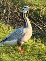 Te koop mannelijke streepkopgans, Dieren en Toebehoren, Pluimvee, Mannelijk, Gans of Zwaan